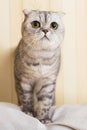 Closeup portrait of a cute scottish fold cat in room Royalty Free Stock Photo