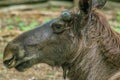 Closeup portrait of a cute single hairy elk in a filed