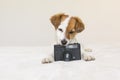 closeup portrait of a cute small dog sitting on bed and holding a black vintage camera. Pets indoors Royalty Free Stock Photo