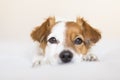 closeup portrait of a cute small dog sitting on bed and looking curious to the camera. Pets indoors Royalty Free Stock Photo