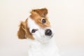 closeup portrait of a cute small dog sitting on bed and looking curious to the camera. Pets indoors Royalty Free Stock Photo