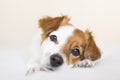 closeup portrait of a cute small dog sitting on bed and looking curious to the camera. Pets indoors Royalty Free Stock Photo