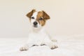 closeup portrait of a cute small dog sitting on bed and looking curious to the camera. Pets indoors Royalty Free Stock Photo