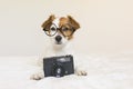 closeup portrait of a cute small dog sitting on bed with modern glasses and a black vintage camera. Pets indoors