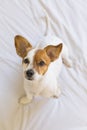 Closeup portrait of a cute small dog standing on bed and looking curious to the camera with funny ears. Pets indoors Royalty Free Stock Photo