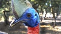 Closeup portrait of a cute Southern Cassowary bird in a park Royalty Free Stock Photo