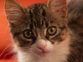 Closeup portrait of cute tabby cat face with whiskers Ecuador Royalty Free Stock Photo