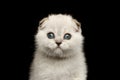 Closeup portrait Cute White Scottish Fold Kitten with blue eyes Royalty Free Stock Photo