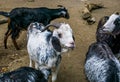 Closeup portrait of a damara goat, African sheep breed from Damaraland in Namibia Royalty Free Stock Photo