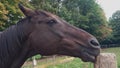 Closeup of dark bay horse licking post.