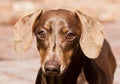 Closeup portrait of dark brown Dachshund Royalty Free Stock Photo