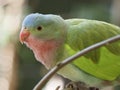 Charming charismatic lovely Princess Parrot. Royalty Free Stock Photo