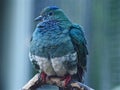 A Closeup Portrait of a Delightful Female Superb Fruit-Dove.