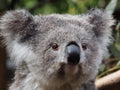 Captivating charming pretty young Koala.