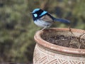 Active lively gorgeous Superb Fairywren.