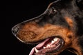 Closeup portrait of Doberman Pinscher Dog Looking in Camera on Black background Royalty Free Stock Photo