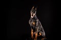 Closeup portrait of Doberman Pinscher Dog Looking in Camera on Black background Royalty Free Stock Photo