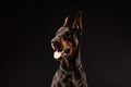 Closeup portrait of Doberman Pinscher Dog Looking in Camera on Black background Royalty Free Stock Photo