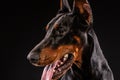 Closeup portrait of Doberman Pinscher Dog Looking in Camera on Black background Royalty Free Stock Photo