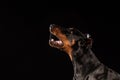 Closeup portrait of Doberman Pinscher Dog Looking in Camera on Black background Royalty Free Stock Photo