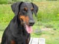 Closeup portrait Dobermann Royalty Free Stock Photo