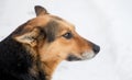 Closeup portrait of dog in profile on snow background Royalty Free Stock Photo