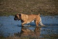 Closeup portrait of a dog of rare breed South African Boerboel on the background of autumn lake.