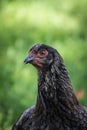 Closeup portrait of a domestic black chicken with blur green background Royalty Free Stock Photo