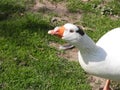 Closeup portrait of a domesticated goose