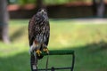 Closeup portrait of a domesticated hawk isolated on a defocused natural background with copy space