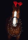 Dressage gelding chestnut horse in bridle and christmas decoration Royalty Free Stock Photo