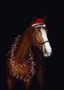 Dressage gelding chestnut horse in bridle and christmas decoration Royalty Free Stock Photo