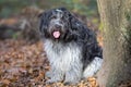 Portrait of a Dutch Sheepdog