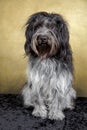 Closeup portrait of a Dutch Sheepdog