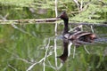 Closeup portrait of an eared grebe with a chick Royalty Free Stock Photo
