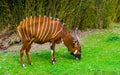 Closeup portrait of a eastern mountain bongo grazing in a grass pasture, critically endangered animal specie from Africa