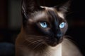 Closeup Portrait of a Graceful Purebred Siamese Cat, Generative AI