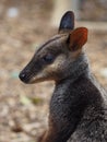 Enchanting Attractive Brush-Tailed Rock-Wallaby.