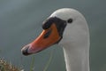 Closeup portrait elegant white swan