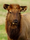 Closeup portrait of an elk with ear tags Royalty Free Stock Photo