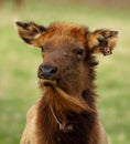 Closeup portrait of an elk with ear tags and radio telemetry collar