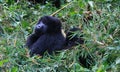 Closeup portrait of endangered adult Silverback Mountain Gorilla Gorilla beringei beringei resting in bamboo Volcanoes National Royalty Free Stock Photo