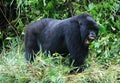 Closeup portrait of endangered adult Silverback Mountain Gorilla Gorilla beringei beringei standing on all fours showing teeth