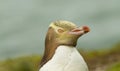 A closeup portrait of an endangered Yellow Eyed Penguin Royalty Free Stock Photo