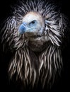 Closeup portrait of a Eurasian himalaya vulture Gyps fulvus predator bird black backround Royalty Free Stock Photo