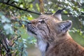 closeup portrait of Eurasian lynx Lynx lynx