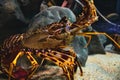 Closeup portrait of a European spiny lobster in a tank