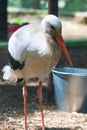 Closeup portrait of a European white stork Royalty Free Stock Photo