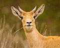 Closeup portrait of exotic Blackbuck Antelope Royalty Free Stock Photo