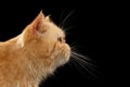 Closeup Portrait Exotic ginger cat in Profile view on Black Royalty Free Stock Photo